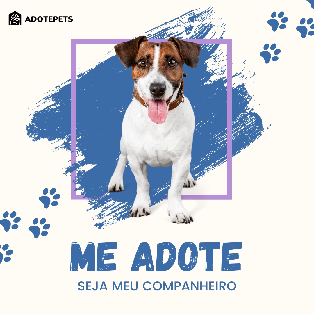 Adote um companheiro